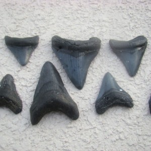 Megalodon