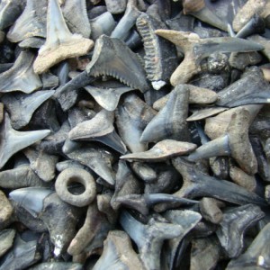 Peace river shark teeth