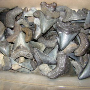 Peace River shark teeth