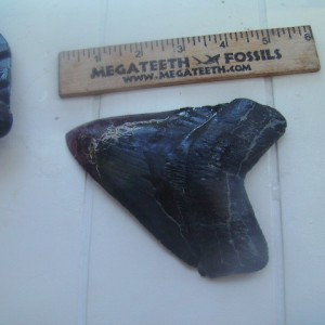 Megalodon