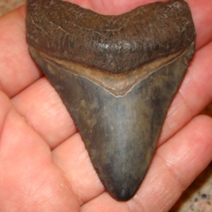 Megalodon