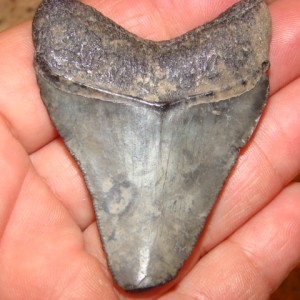 Megalodon