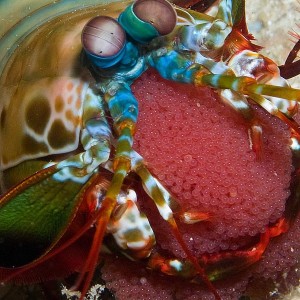 Mantis shrimp