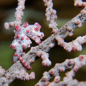 Pygmy seahorse