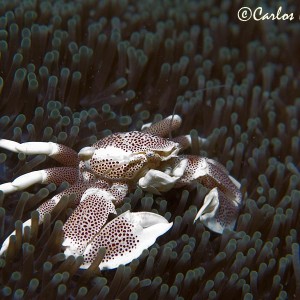 Porcelain crab