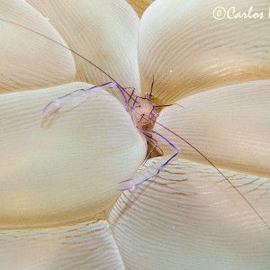 Comensal shrimp