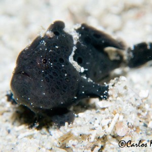 Clown frogfish