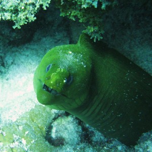 Key Largo Conch Key Eel