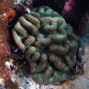 coral 2