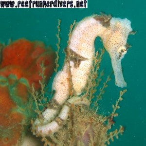 Reef Runner Divers Puerto Viejo Costa Rica Caribbean