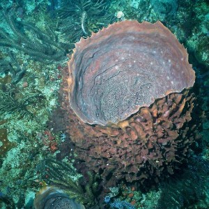 Barrel Sponge