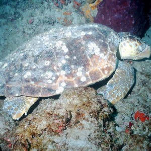 02-07-09_NDC_-_Loggerhead_Turtle