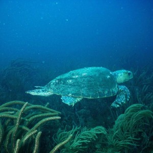 02-07-09_NDC_-_Loggerhead_Turtle_2