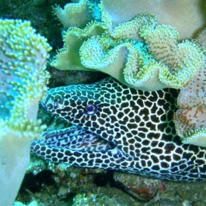 Honeycomb Moray