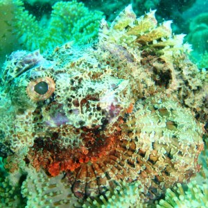 Scorpionfish