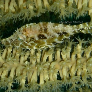 slenderFilefish