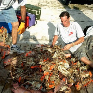 Hog fish and lobster Haul