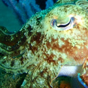 the eye of the Cuttlefish