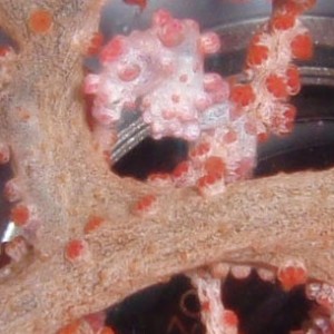 pygmy seahorse on fan coral Lembeh