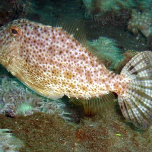 filefish off of NAD pier Lembeh