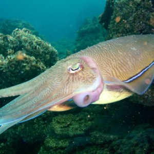 Cuttlefish