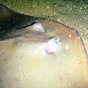 Stingray Eye