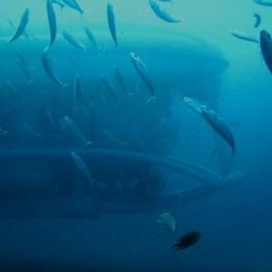 Diving in Tenerife