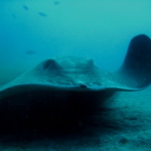 Diving in Tenerife