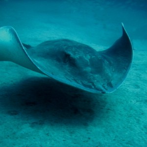 Diving in Tenerife