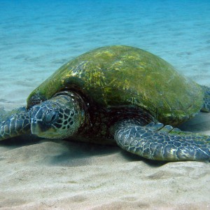 Resting green turtle