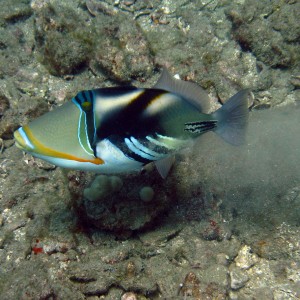 Picasso Triggerfish