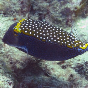 Blue Boxfish