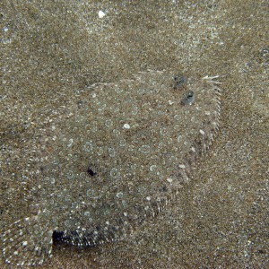 Panther flounder