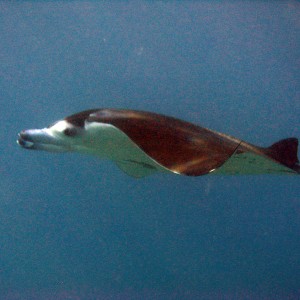 Spotted Eagle Ray