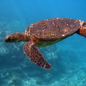 Green turtle