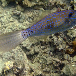 Broomtail filefish