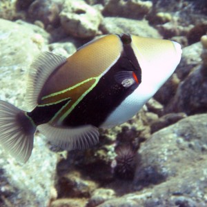 Rectangular triggerfish