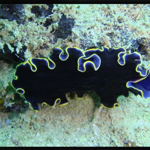 Christa's Nudibranch