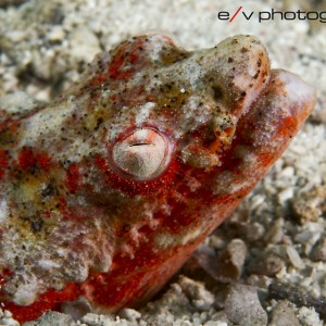 snake eel