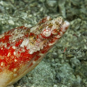 REd crocodile snake Eel