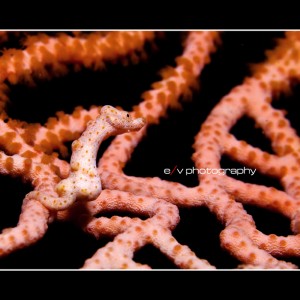 Pygmy seahorse