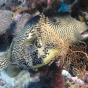 Map Puffer Fish - Scuba Diving in Sabah, Borneo