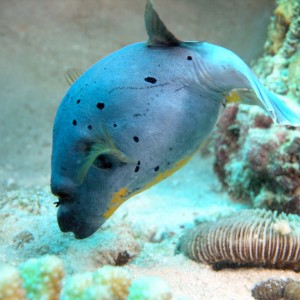 Puffer Fish - Scuba Diving in Sabah, Borneo