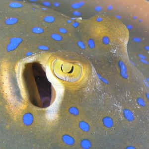 Blue Spotted Ray - Scuba Diving in Sabah, Borneo