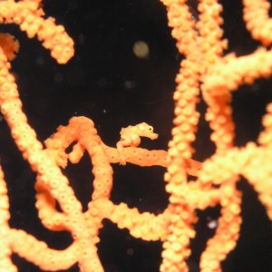 Pygmy Seahorse - Scuba Diving in Sabah, Borneo