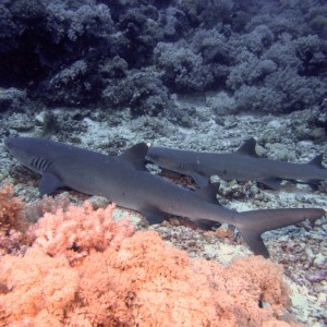 White Tip Sharks - Scuba Diving in Sabah, Borneo