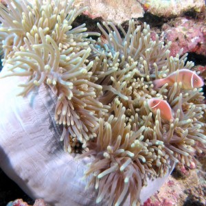 Anemone Fish - Scuba Diving in Sabah, Borneo