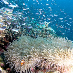 Fishlife - Scuba Diving in Sabah, Borneo