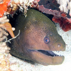 Moray Eel - Scuba Diving in Sabah, Borneo