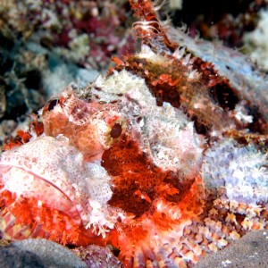 Scorpion Fish - Scuba Diving in Sabah, Borneo